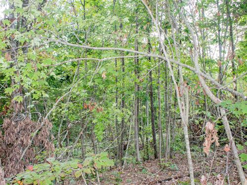 $499 Down Land in Rockcastle County : Mount Vernon : Rockcastle County : Kentucky