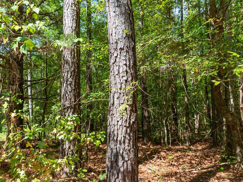 Sold But Similar Available : Sulligent : Lamar County : Alabama