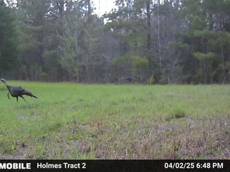 363.52 Acres in Holmes County, MS : West : Holmes County : Mississippi