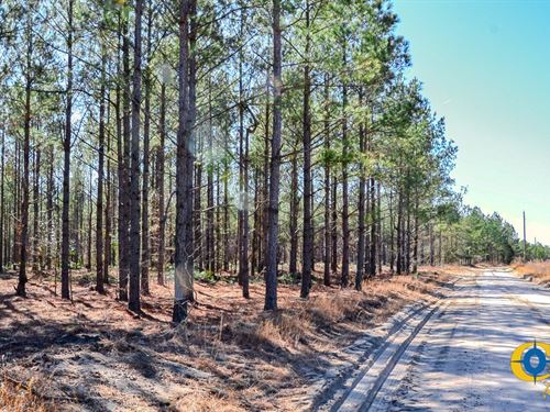 Quarter Branch Tract : Westville : Kershaw County : South Carolina
