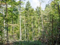 $999 Down Recreational Land Invest : Monticello : Wayne County : Kentucky