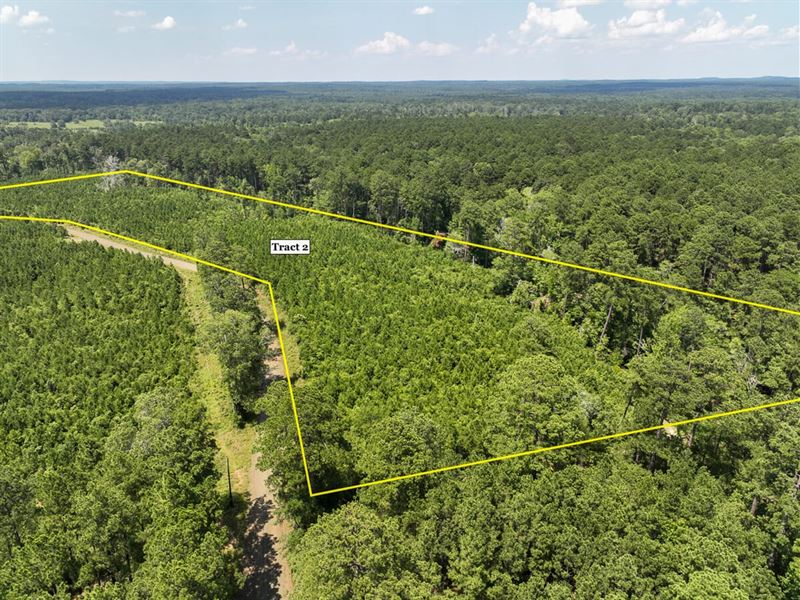 13 Acres, T-4, Lickety Split Road : Yellowpine : Sabine County : Texas