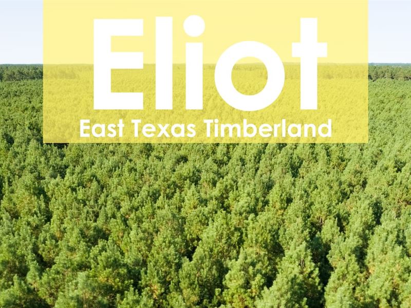 17 Acres, T-47, Eliot : Groveton : Trinity County : Texas