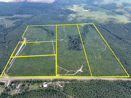 42 Acres, T-5, Rec Road 255, 287 : Browndell : Jasper County : Texas