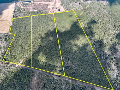 29 Acres, T-1, Laird Road, 01528 : Kountze : Hardin County : Texas