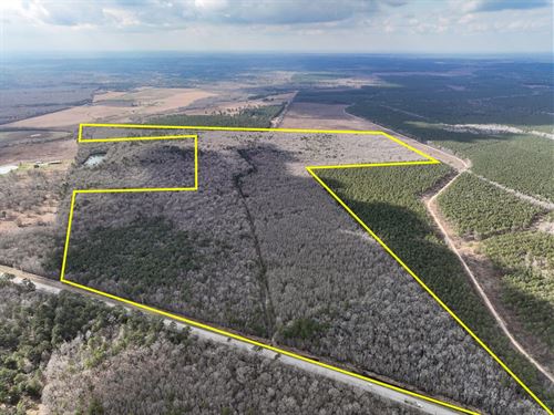 282 Acres, FM 770, 03028 : Saratoga : Hardin County : Texas