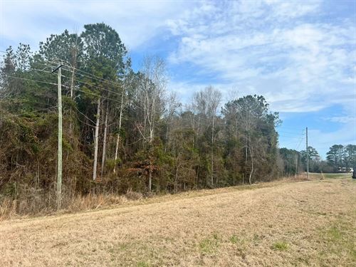19 Acres In Jasper County, MS : Louin : Jasper County : Mississippi