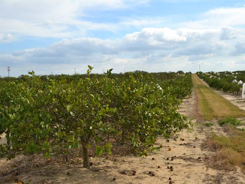 Scenic Hwy Babson Park Grove : Babson Park : Polk County : Florida