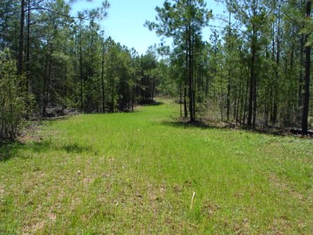 You Can See for miles and Miles : Rockford : Coosa County : Alabama