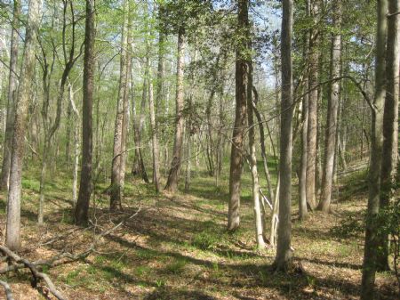263 Acre Timberland Investment : Lawrenceville : Brunswick County : Virginia
