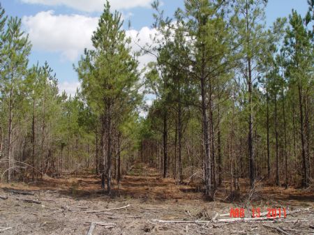Vredenburg 300 : Boykin : Wilcox County : Alabama