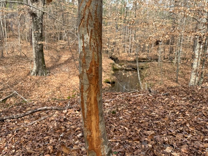 178.71 Acres, in Camp Hill, Tallapo : Camp Hill : Tallapoosa County : Alabama