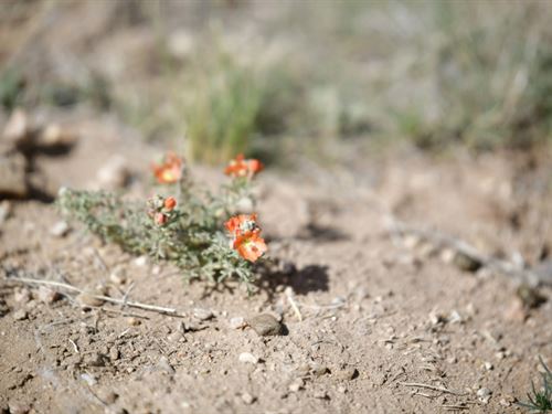 5.2 Acres in San Luis Estates South : San Luis : Costilla County : Colorado