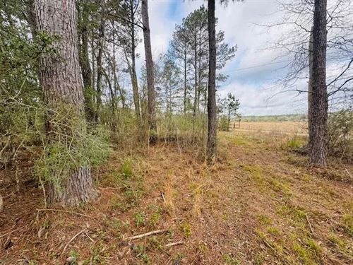 20 Acres On Mt. Carmel Church Rd : Columbia : Marion County : Mississippi
