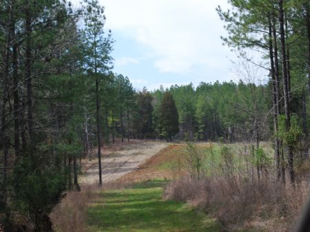 385 Acre Timberland / Recreational : Union : Union County : South Carolina