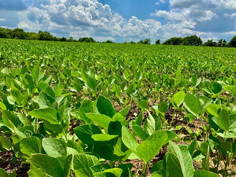 45 Acre of Farm Land in Henry Count : Henry : Henry County : Tennessee