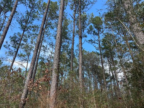 48 Acres In Wayne County, MS : State Line : Wayne County : Mississippi