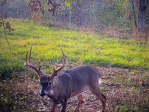 Creeks, Campsites & Trophy Wildlif : Vicksburg : Warren County : Mississippi