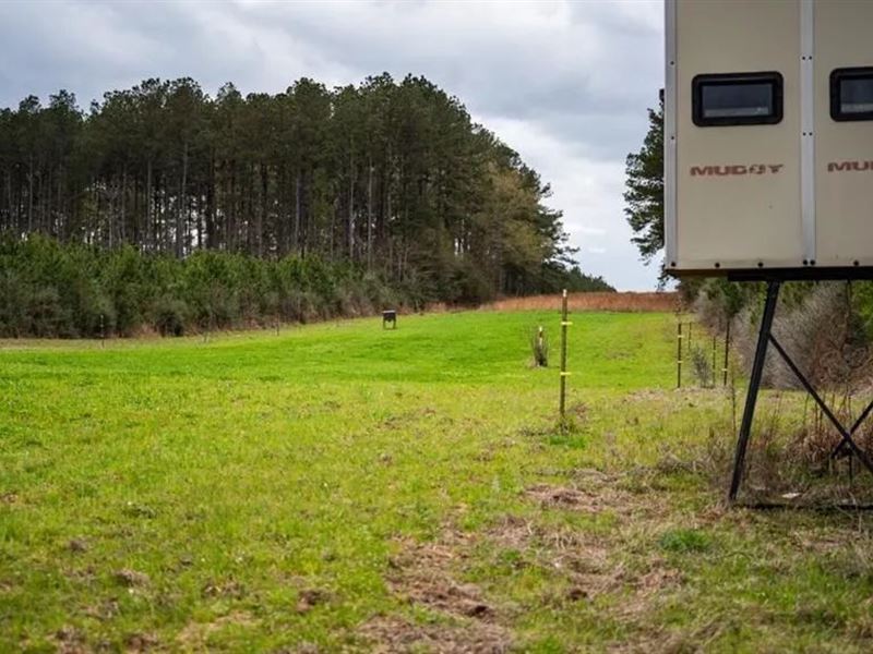Affordable Hunting Property in Amit : Magnolia : Amite County : Mississippi