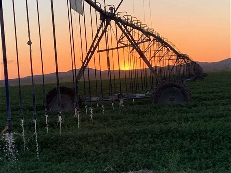 Quality High Desert Farm : McNeal : Cochise County : Arizona