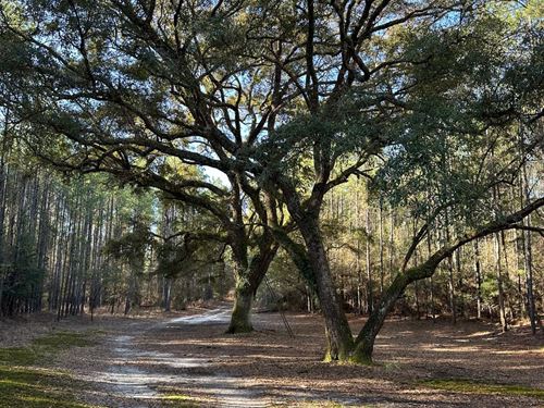 315 Acres Yellow River : Florala : Covington County : Alabama