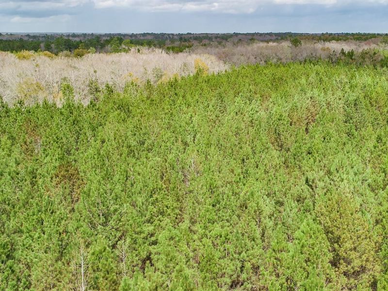 79 Ac Wooded Homesite with Creek : Bonifay : Holmes County : Florida