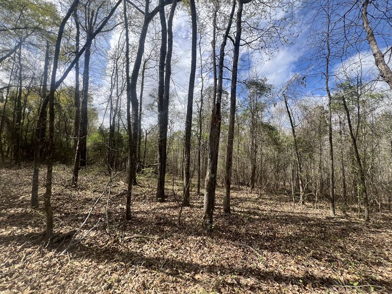 Hunters Little Getaway : La Fayette : Chambers County : Alabama