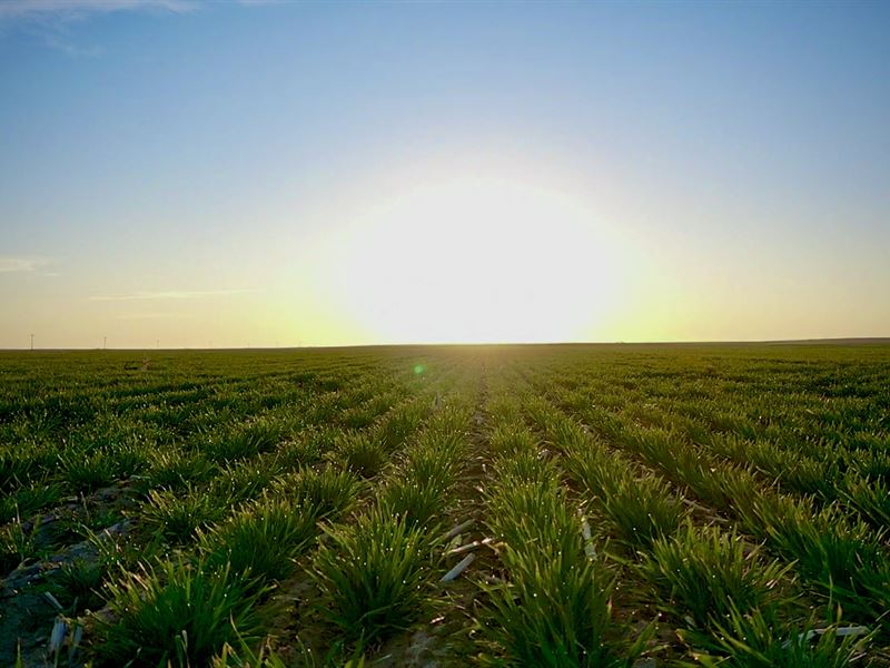 Sherman County Dryland : Goodland : Sherman County : Kansas