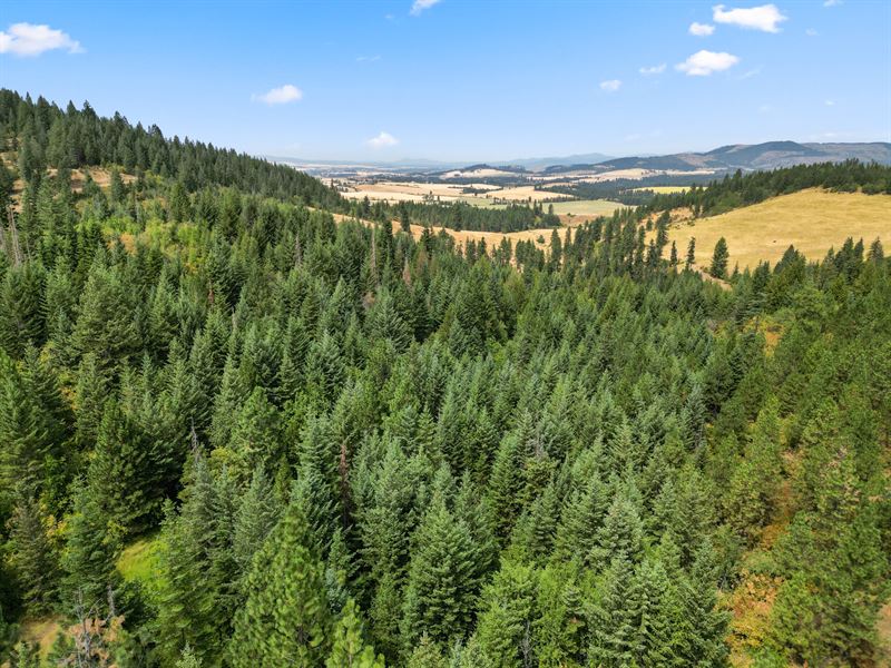 Bluegrass Lane Development Property : Kendrick : Clearwater County : Idaho