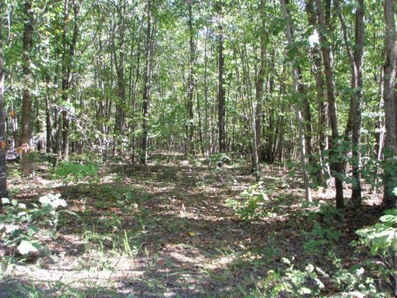 Lovely Wooded Tract : Buckingham : Buckingham County : Virginia