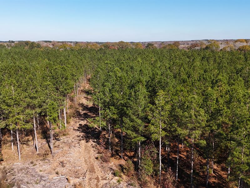 Deer Creek Farms : Ellaville : Schley County : Georgia