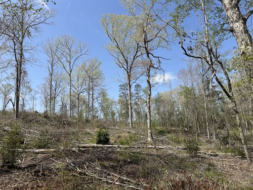 Beaver Pond Road Se, 53 Acres : Monroeville : Monroe County : Alabama