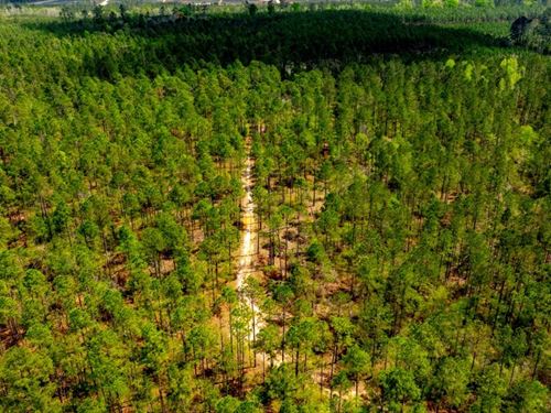 Tiger Creek Timber : Vidalia : Montgomery County : Georgia