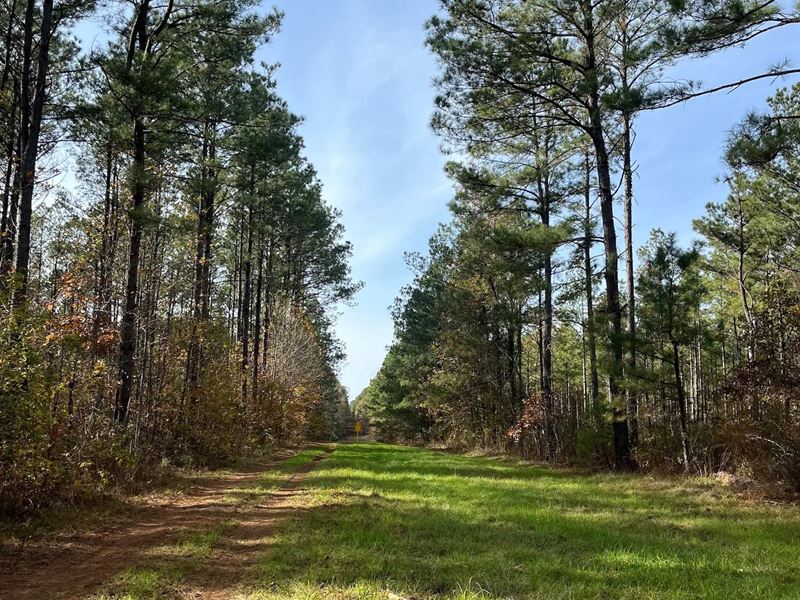 52 Acres in Claiborne Parish, LA : Haynesville : Claiborne Parish : Louisiana