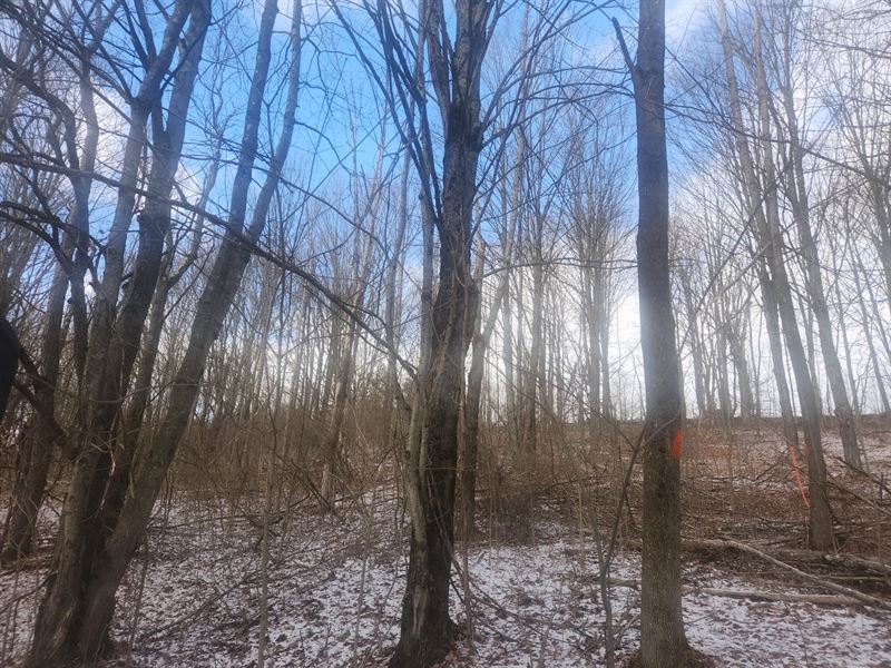 Excellent Southern Tier Hunting : Erin : Chemung County : New York
