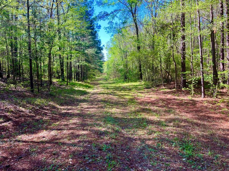 Lake Tuscaloosa Acreage : Northport : Tuscaloosa County : Alabama