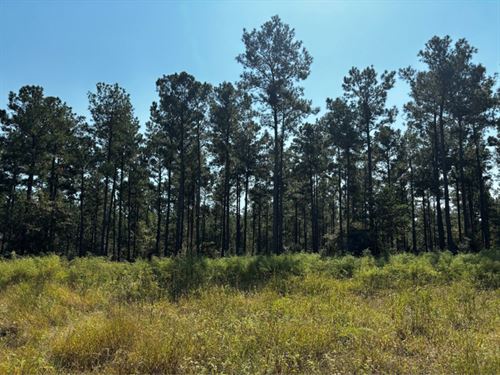 Trinity Lady Park 4 : Trinity : Texas