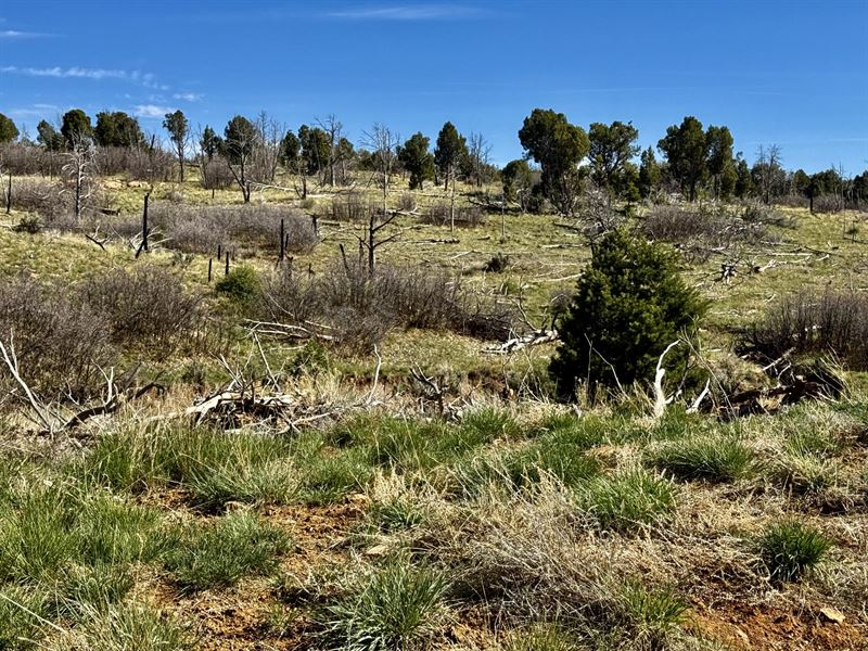 Deer Run Ranch : Hesperus : La Plata County : Colorado