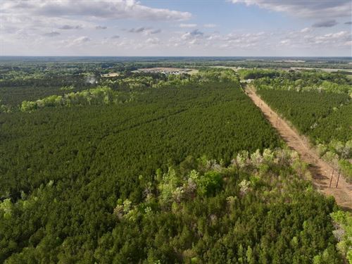 131 Acres of Timb : Grimesland : Pitt County : North Carolina