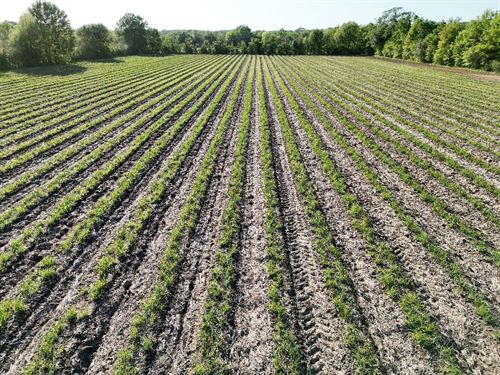 18.73 Acres in Acadia Parish LA : Church Point : Acadia Parish : Louisiana