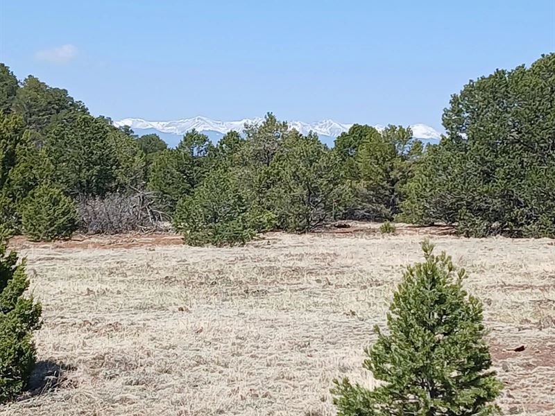 8650 Widow Woman Canyon Rd Lot 202 : Trinidad : Las Animas County : Colorado