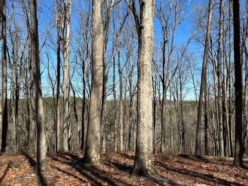 Good Timber & Hunting, $2,750/Ac : Homer : Banks County : Georgia