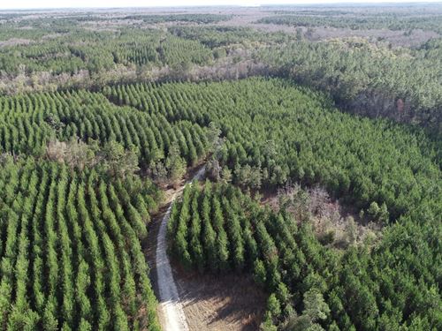 61 Ac Secluded Hunting And Timber : Bonifay : Holmes County : Florida