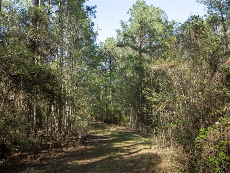 Longstraw 53 Tract 2 Jackson Pari : Choudrant : Jackson Parish : Louisiana