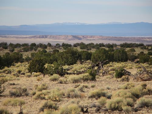 41 Acres Seclusion & Privacy : Saint Johns : Apache County : Arizona
