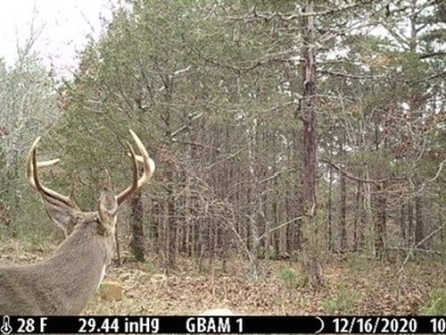 Optimus Prime Land : Optimus : Stone County : Arkansas