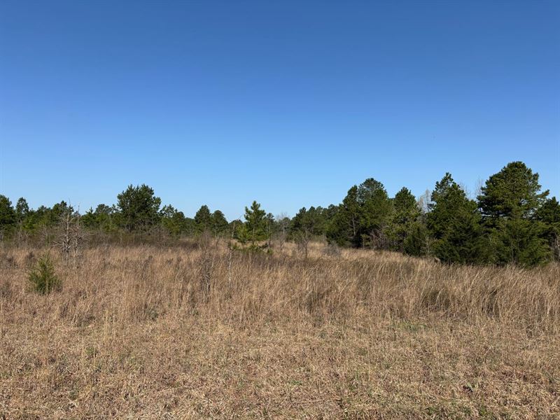 Optimus Prime Land : Optimus : Stone County : Arkansas