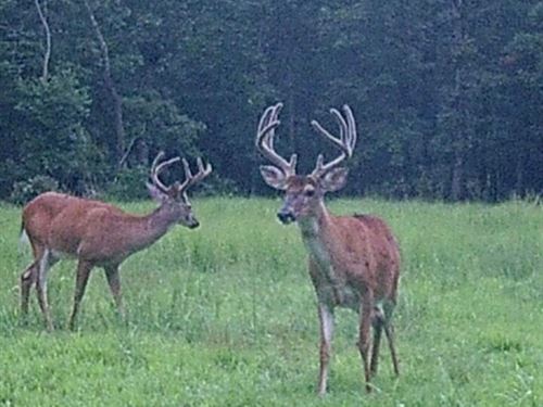 Newly Built 2-Bed, 2-Bath Home on 8 : Fredericktown : Madison County : Missouri