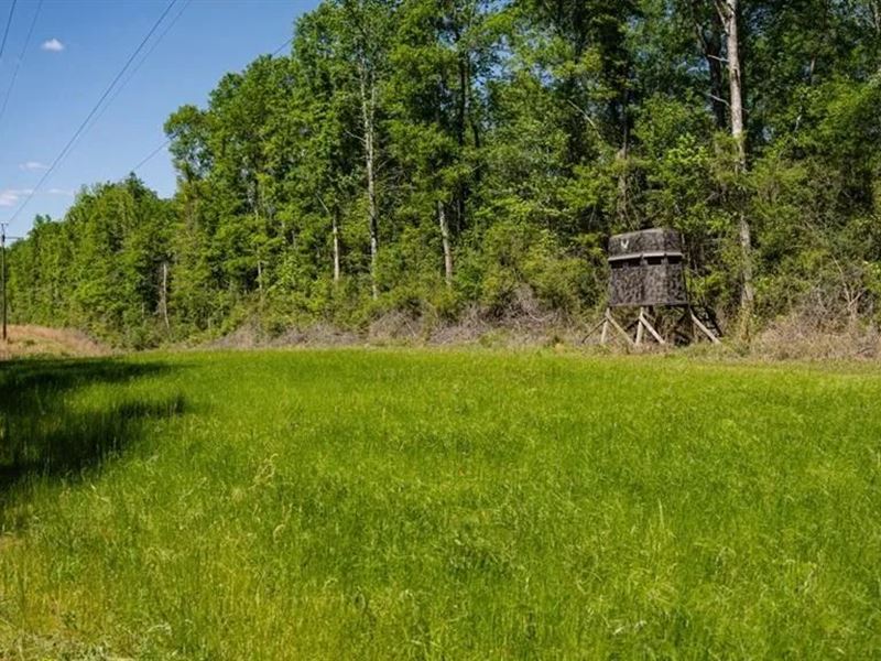 Deer and Turkey Property in Pike Co : Osyka : Pike County : Mississippi