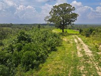California Woods 1B Tract : Lumpkin : Stewart County : Georgia